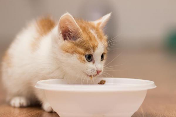 Czym karmić 1-miesięcznego kota?  - Jak karmić 1-miesięcznego kociaka?