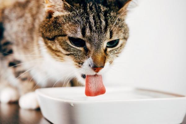 Dlaczego mój kot nie pije wody?  - Korzyści z wody dla kotów