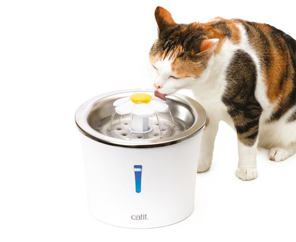 Dlaczego mój kot nie pije wody?  - Jak podać kotu wodę?