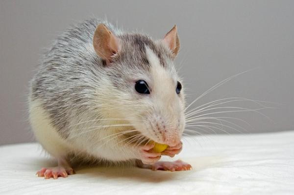 Wypadają mi sierść szczura - Przyczyny i leczenie - Niedobór pokarmu