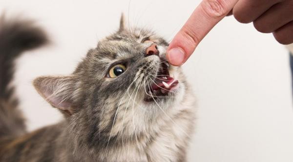 Higiena jamy ustnej krok po kroku dla kotów - Krok 3
