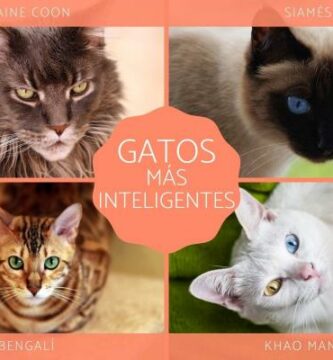 10 najbardziej inteligentnych ras kotow