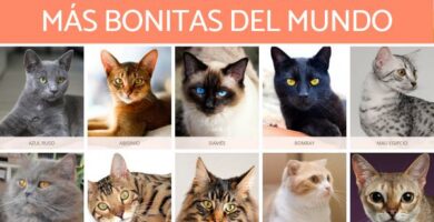 10 najpiekniejszych kotow na swiecie