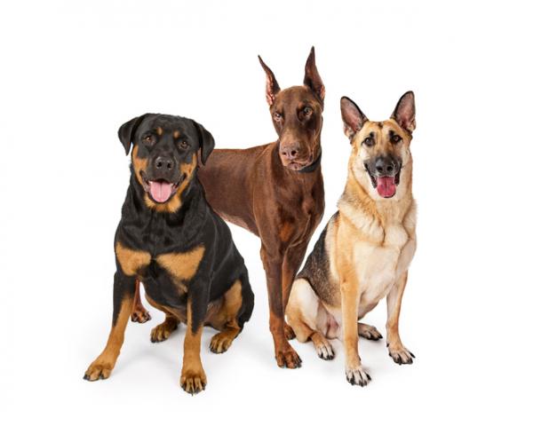 10 najpopularniejszych niemieckich ras psow