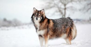 10 ras psow ktore wygladaja jak wilki