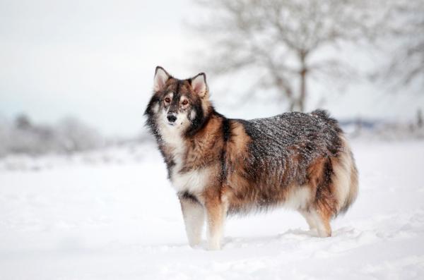 10 ras psow ktore wygladaja jak wilki