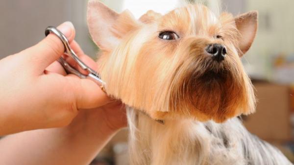 10 rodzajow fryzur dla yorkshire terriera