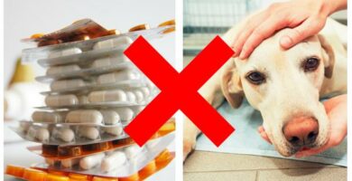10 zabronionych lekow dla psow