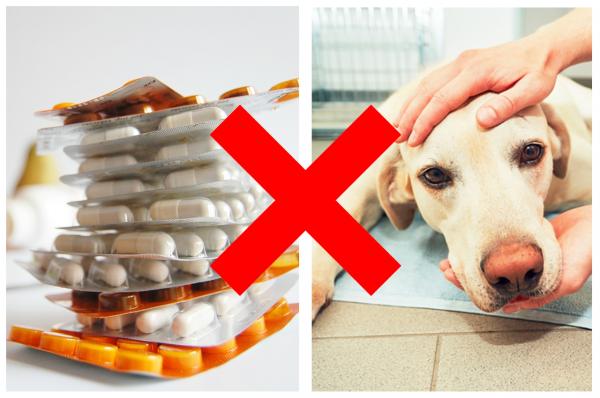 10 zabronionych lekow dla psow