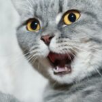 11 cosas que estresan a los gatos