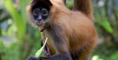 12 najbardziej zagrozonych zwierzat w Panamie