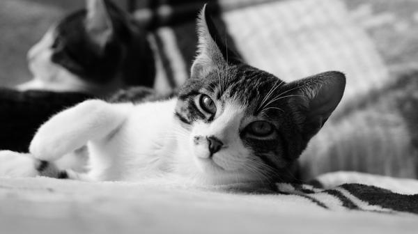 Bordetella u kotów - objawy i leczenie - Jakie są objawy Bordetelli u kotów?