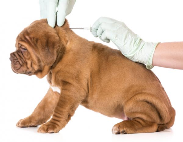 Bordetella u psów - Objawy i leczenie - Szczepionka dla psów Bordetella 