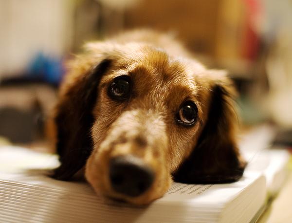Kardiomiopatia rozstrzeniowa psów - objawy i leczenie - Zapobieganie