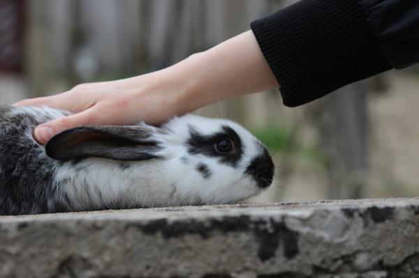 Odciski podeszwowe królików - Leczenie i profilaktyka - Jak zapobiegać tej chorobie?
