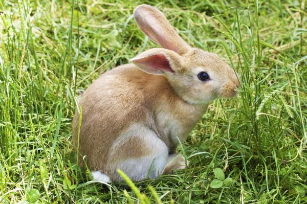 Odciski podeszwowe królików - Leczenie i profilaktyka - Jak leczyć odciski podeszwowe u królika?
