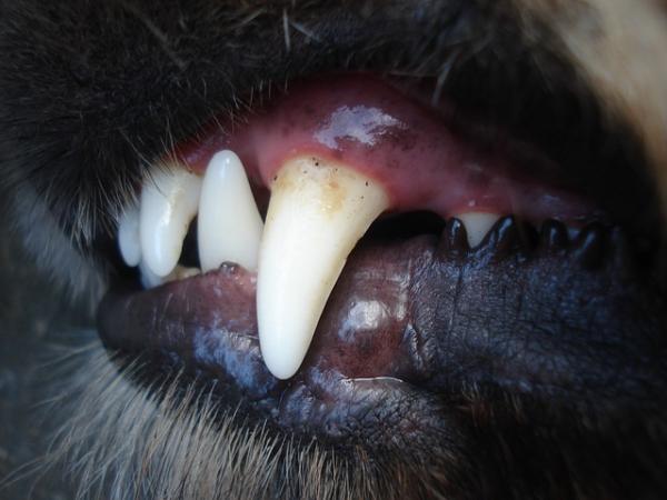 Próchnica zębów u psów - Przyczyny, objawy i leczenie - Próchnica zębów u psów