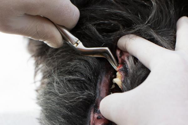 Próchnica zębów u psów - przyczyny, objawy i leczenie - jak usunąć próchnicę u psów