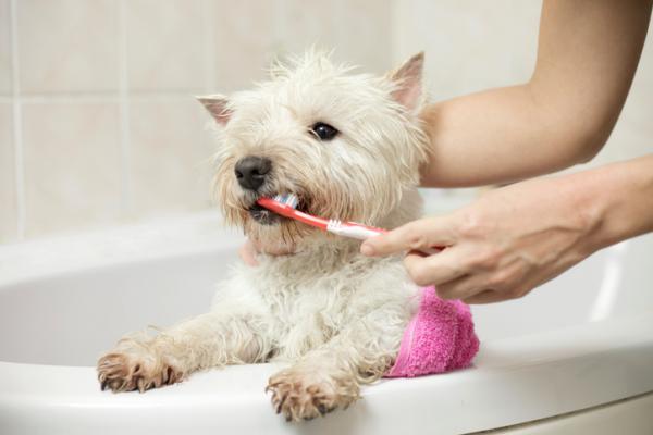Próchnica zębów u psów - przyczyny, objawy i leczenie - jak zapobiegać próchnicy zębów u psów