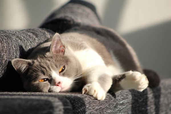 Zapalenie pęcherza moczowego u kotów - przyczyny, objawy i leczenie - leczenie zapalenia pęcherza u kotów