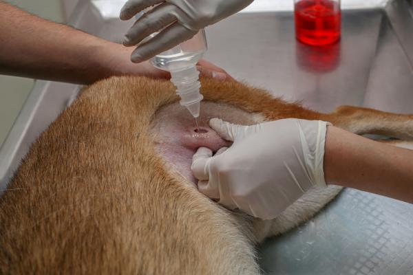 Ropnie u psów - przyczyny i leczenie - Jak leczyć ropień u psów?