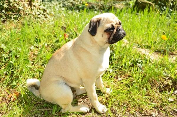 Zapalenie pęcherza moczowego u psów - przyczyny, objawy i leczenie - przyczyny zapalenia pęcherza u psów