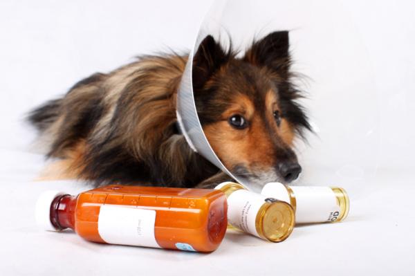 Zapalenie pęcherza moczowego u psów - przyczyny, objawy i leczenie - diagnostyka i leczenie zapalenia pęcherza moczowego u psów