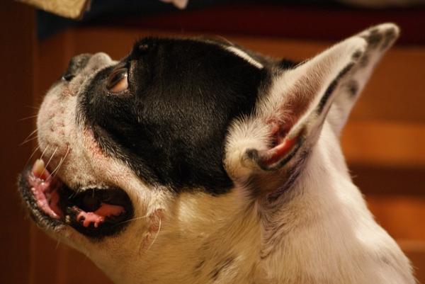 Zapalenie pęcherza moczowego u psów - przyczyny, objawy i leczenie - objawy zapalenia pęcherza u psów