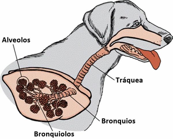 Astma u psów - Objawy i leczenie - Problemy z oddychaniem u psów
