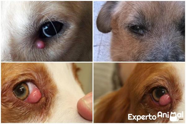 Jak wyleczyć jęczmień w psim oku?  - jęczmień u psów