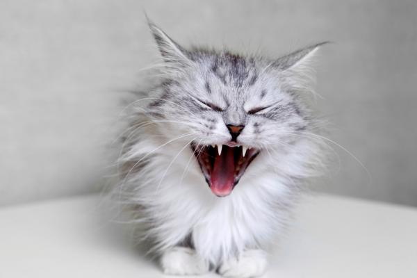 Zapalenie oskrzeli u kotów - objawy, przyczyny i leczenie - Przewlekłe zapalenie oskrzeli u kotów