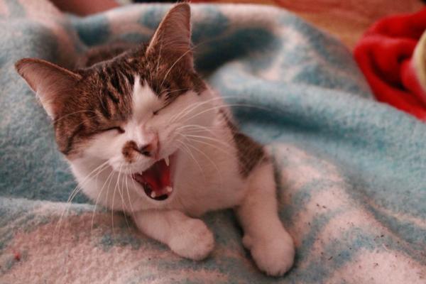 Zapalenie oskrzeli u kotów - objawy, przyczyny i leczenie - Ostre zapalenie oskrzeli u kotów