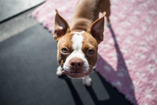 Ostre wilgotne zapalenie skóry u psów – zaniedbane potrzeby mogą prowadzić do wilgotnego zapalenia skóry 