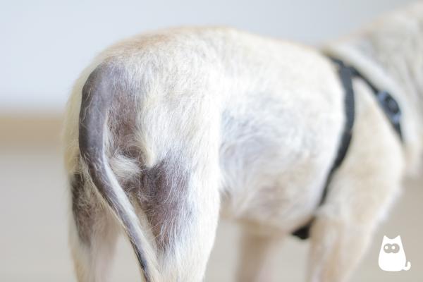 Wypadanie sierści u psów - Przyczyny i leczenie - Wypadanie sierści u psów z powodu zaburzeń hormonalnych
