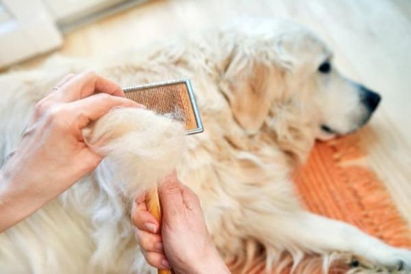 Wypadanie sierści u psów - przyczyny i leczenie - Dlaczego psy gubią sierść?