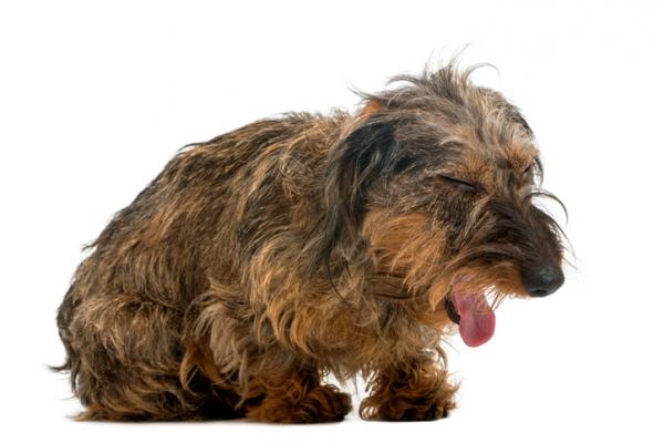 Zapalenie oskrzeli u psów - Objawy i leczenie - Objawy zapalenia oskrzeli u psów