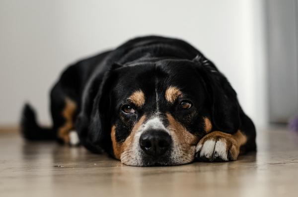 Zapalenie stawów u psów - przyczyny i leczenie - Co to jest zapalenie stawów? 