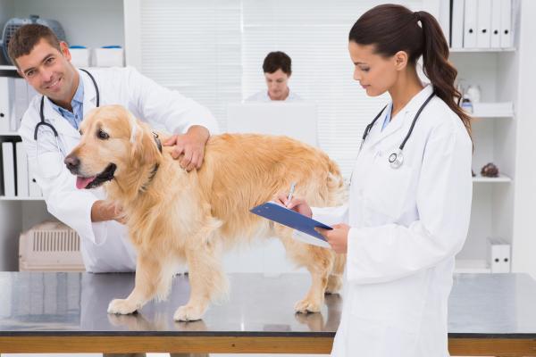 Ehrlichioza psów - objawy i leczenie - Leczenie erlichiozy psów