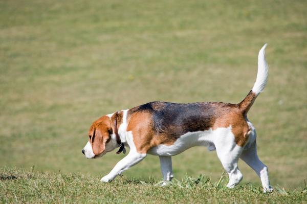 Ćwiczenia dla psów rasy Beagle - ćwiczenia śledzenia i wyszukiwania