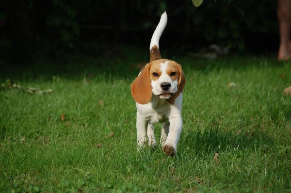 Ćwiczenia z psem rasy beagle – jak wygląda beagle?