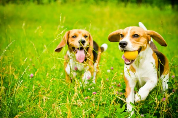 Ćwiczenia dla psów rasy Beagle - podstawowe ćwiczenia i gry