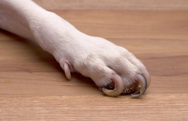 Mój pies złamał paznokieć, co mam zrobić?  - Dlaczego mój pies złamał paznokieć?