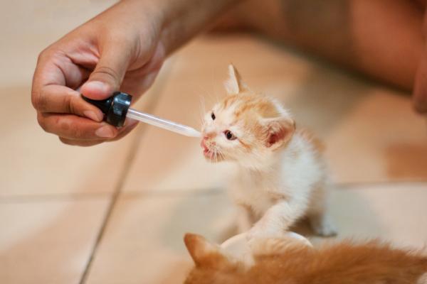 Albendazol dla kotów - Dawkowanie, zastosowania i przeciwwskazania - Dawkowanie albendazolu dla kotów