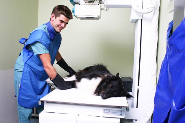 Zapadnięcie tchawicy u psów - Objawy i leczenie - Jak stawia się diagnozę?