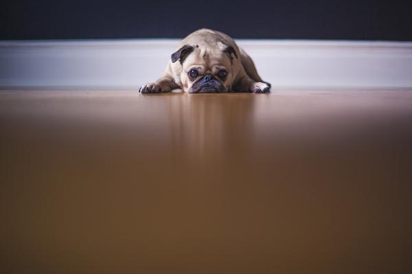 Zapadnięcie tchawicy u psów - objawy i leczenie - Jakie są objawy zapadnięcia tchawicy?