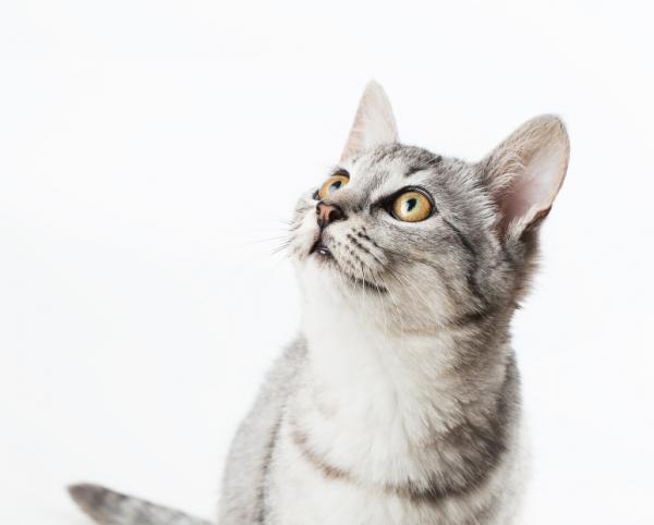 Kardiomiopatia przerostowa kotów - objawy i leczenie - leczenie