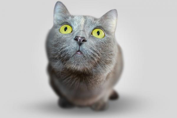 Kardiomiopatia przerostowa kotów - Objawy i leczenie - Co jeszcze mogę zrobić?