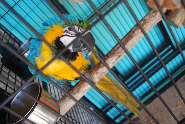 Wskazówki, jak nauczyć papugę mówić — zostań jego przyjacielem