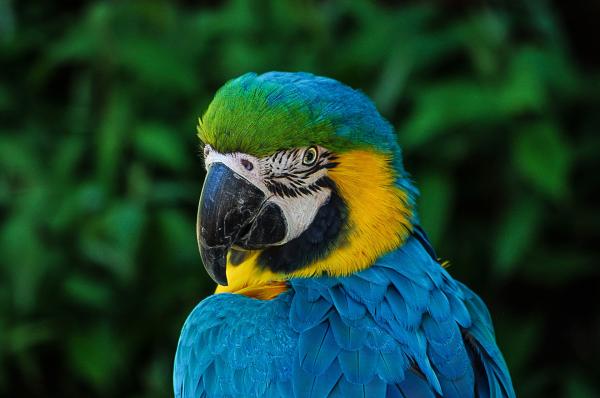 Wskazówki, jak nauczyć papugę mówić - jak nauczyć ją mówić