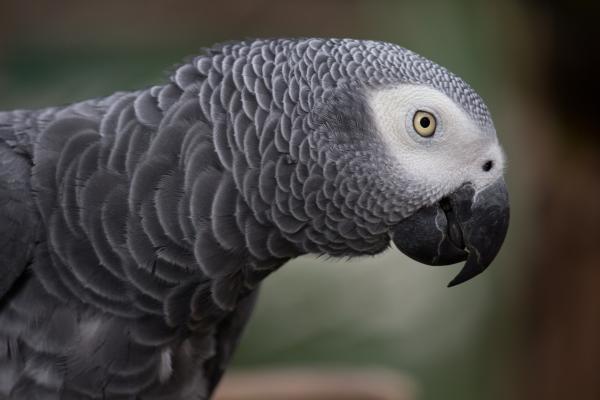 Wskazówki, jak nauczyć papugę mówić - Stałość i cierpliwość